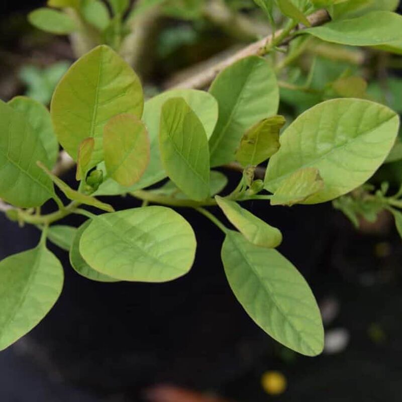 Cotinus coggygria 'Young Lady' 100-125 cm